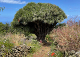 Michael Brand Coaching